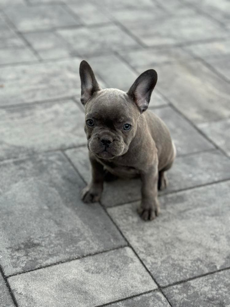Shaggy breeder image 5