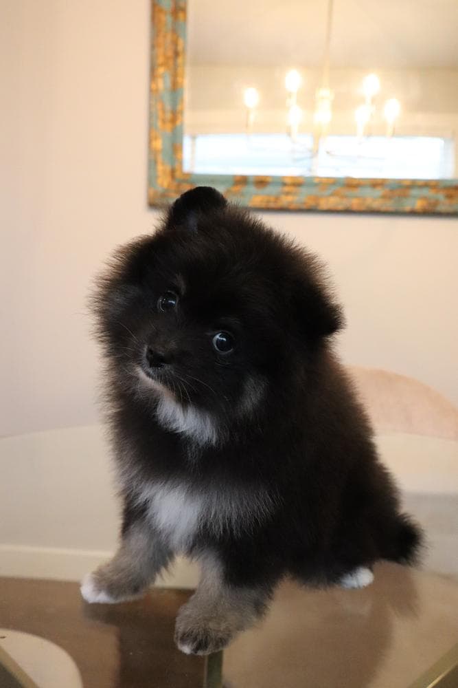 Swiss breeder image 22