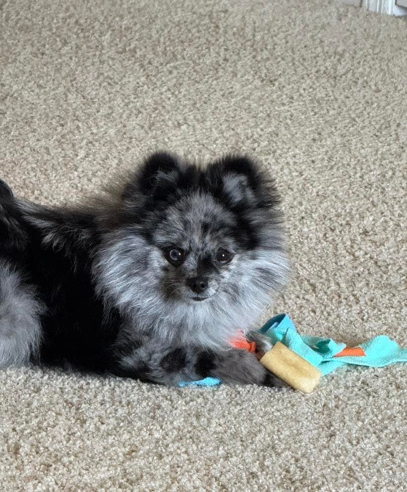 Swiss breeder image 33