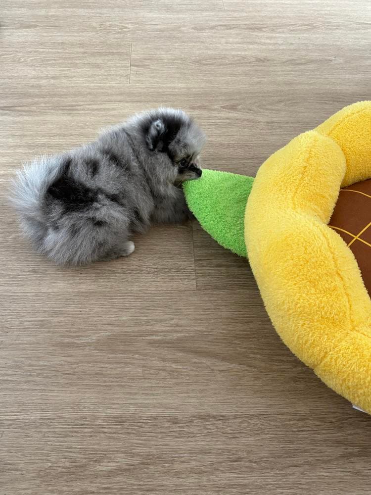 Swiss breeder image 42