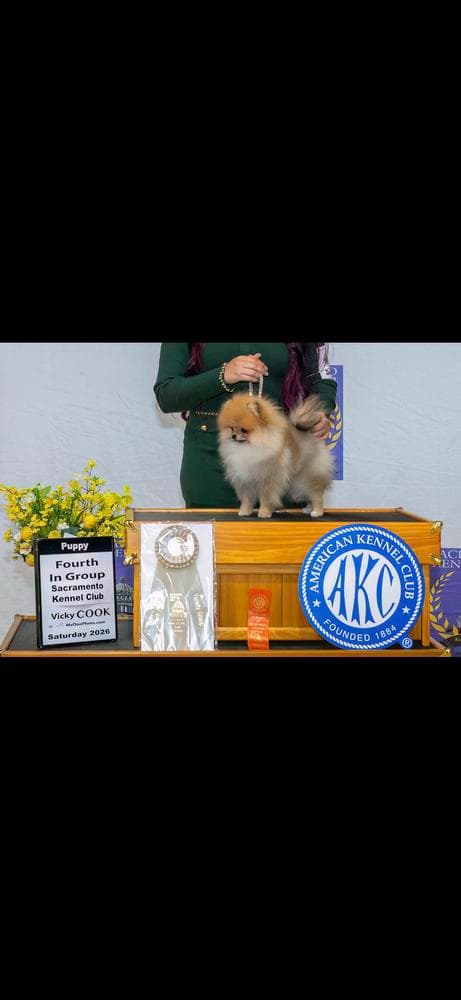 Swiss breeder image 5