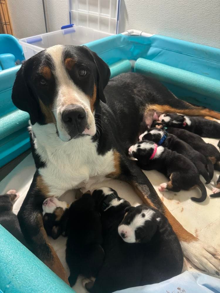 Purple Girl breeder image 4