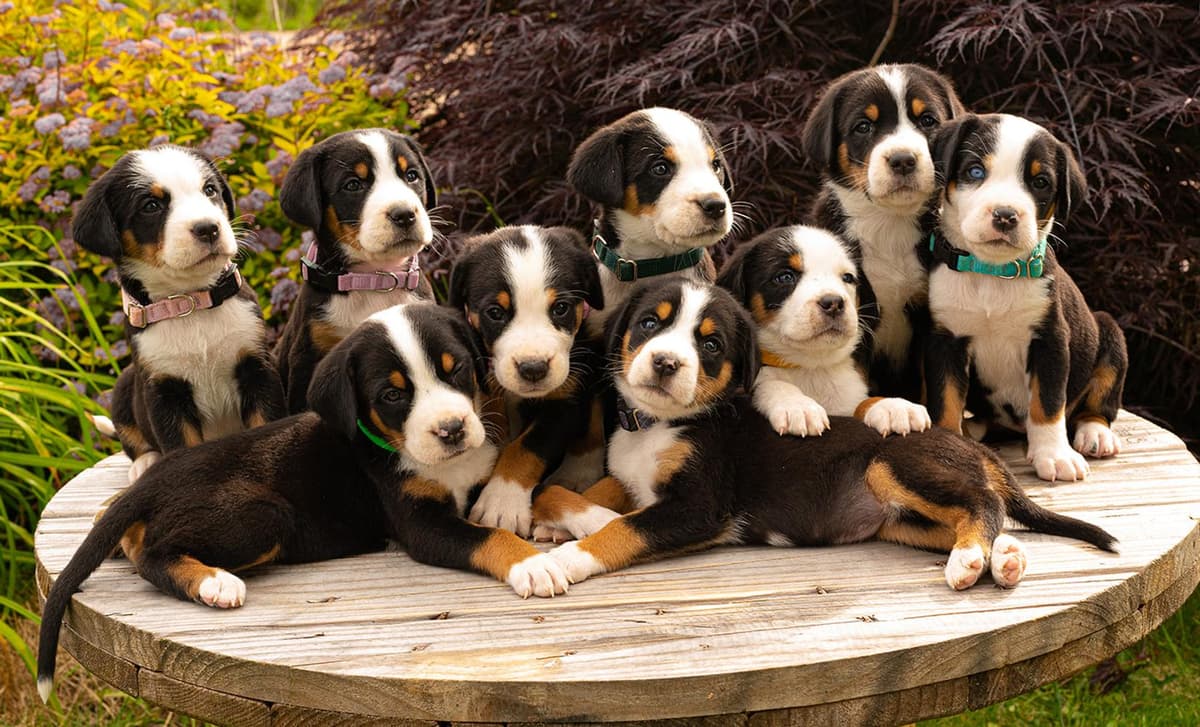 Purple Girl breeder image 1