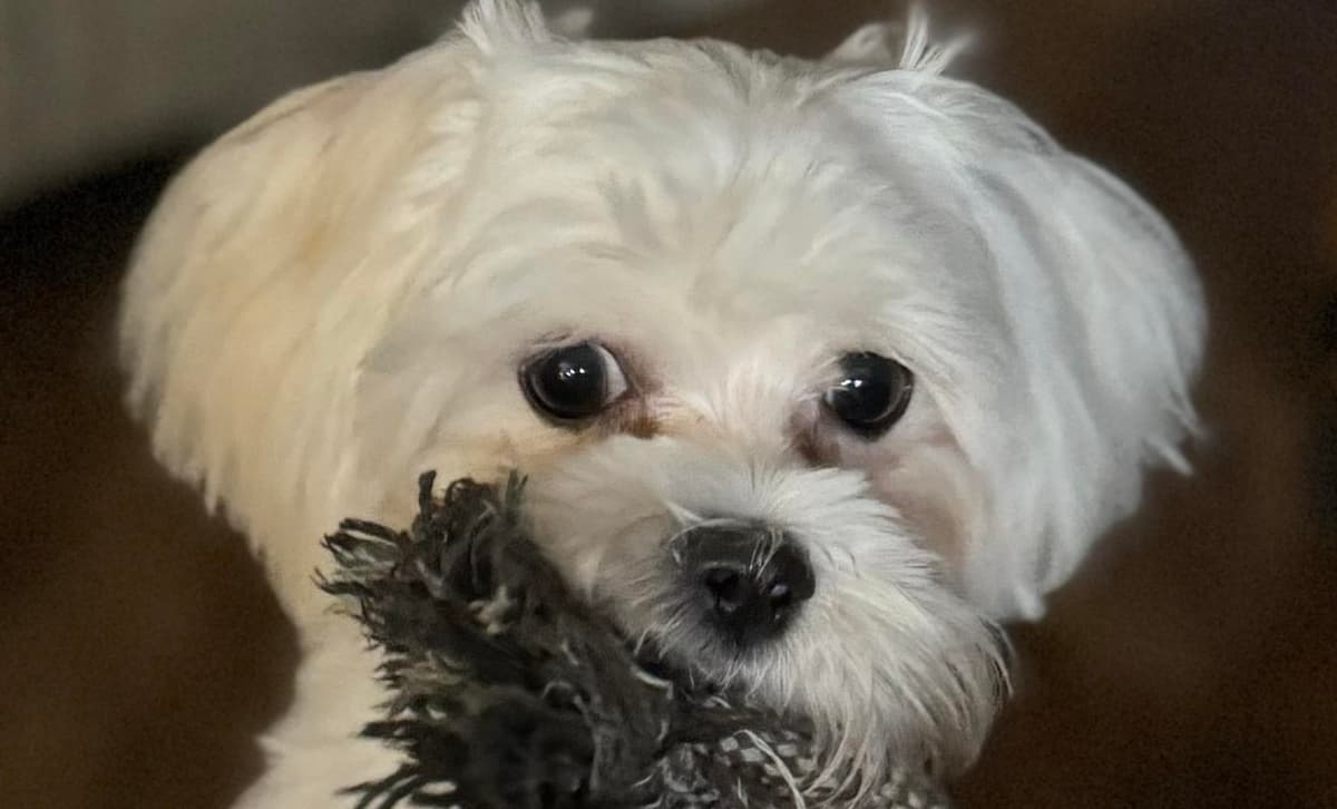 Girl, Orange Collar breeder image 1