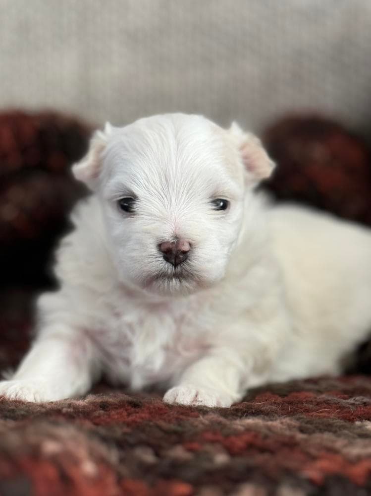 Girl, Orange Collar breeder image 2