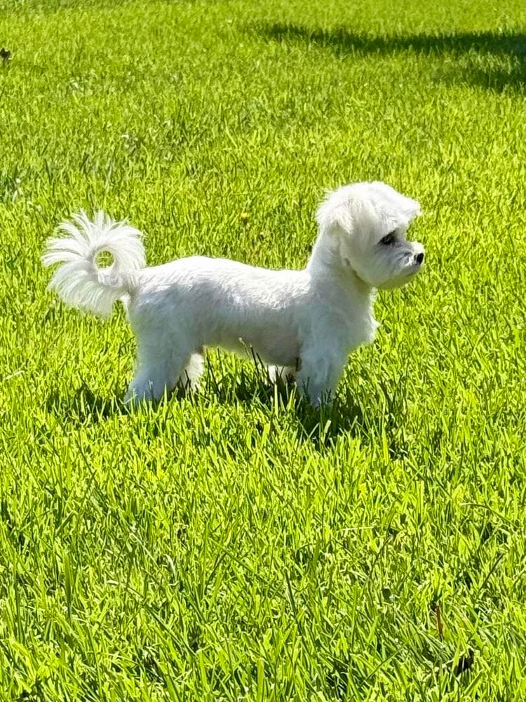 Girl, Orange Collar breeder image 8
