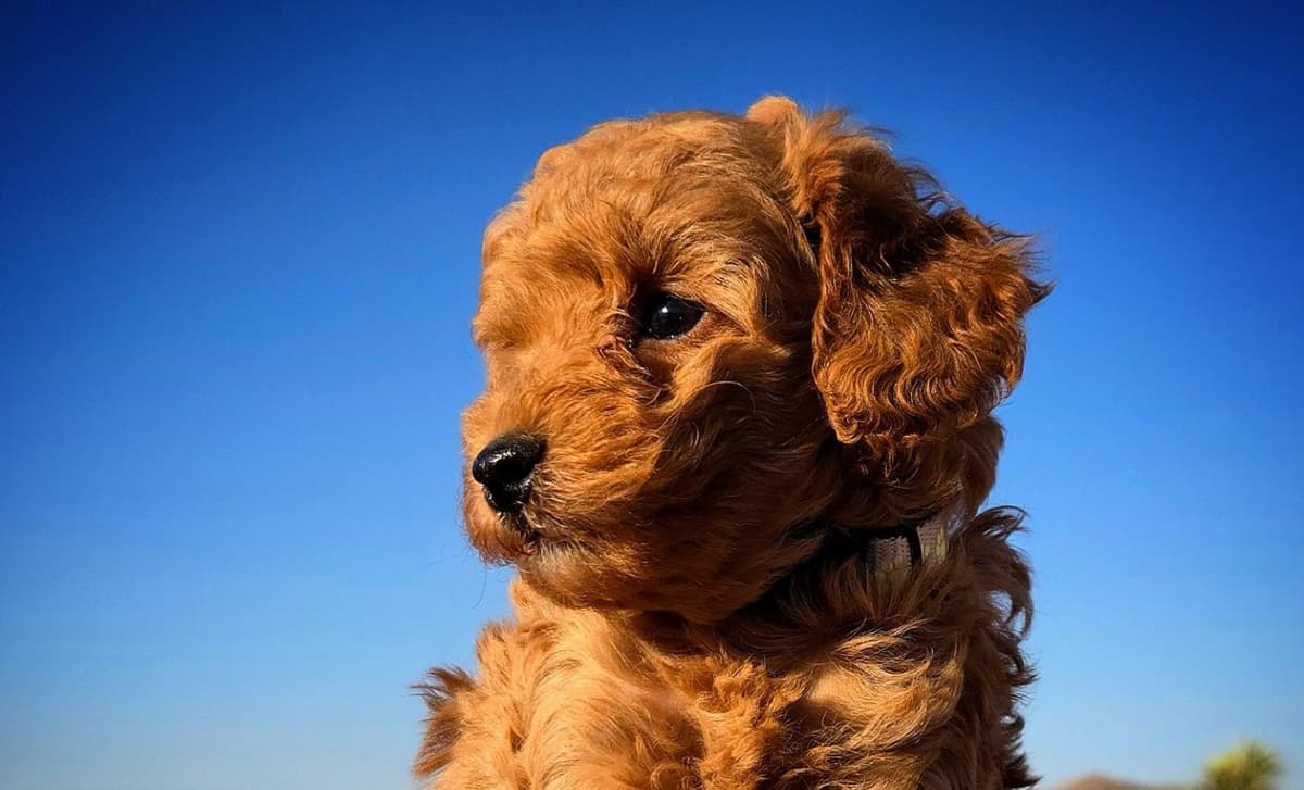 Mr. Teal breeder image 1