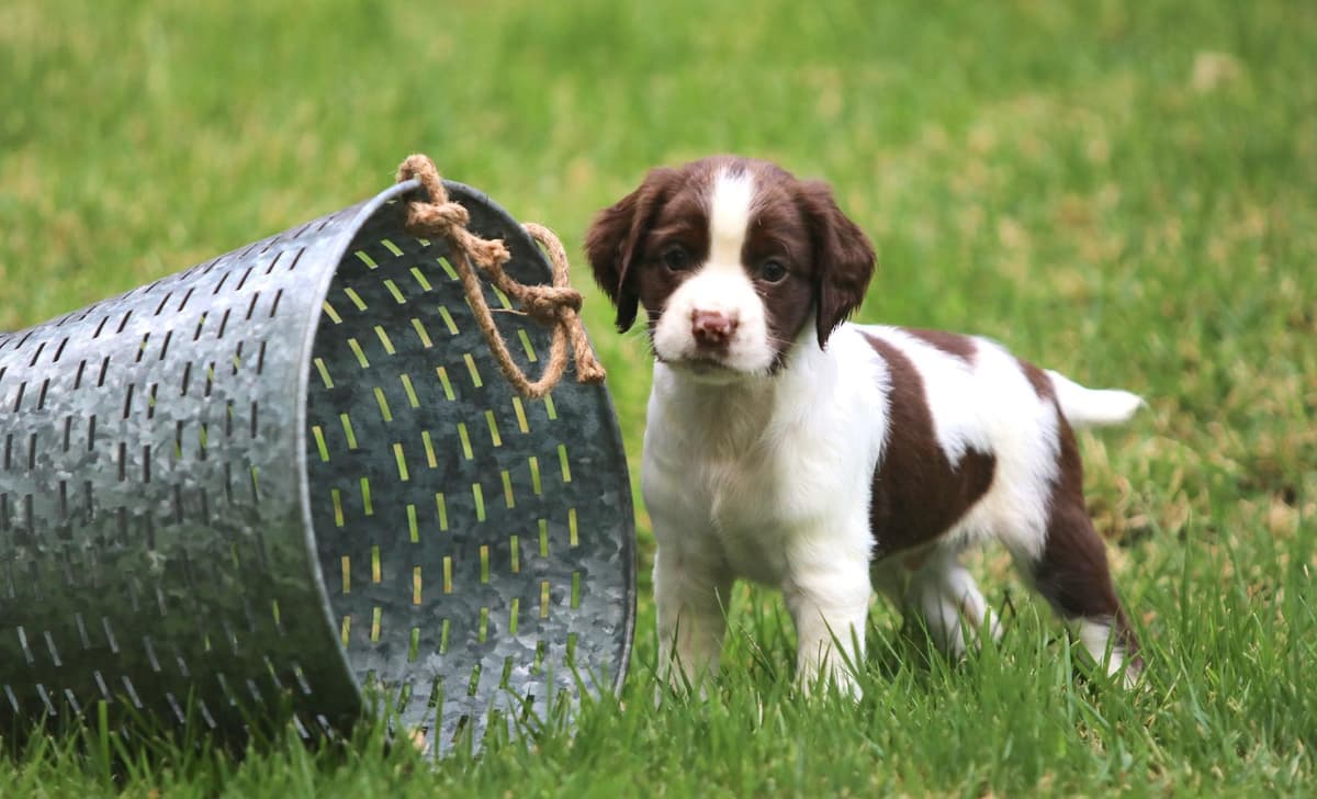 Boy 1 breeder image 1