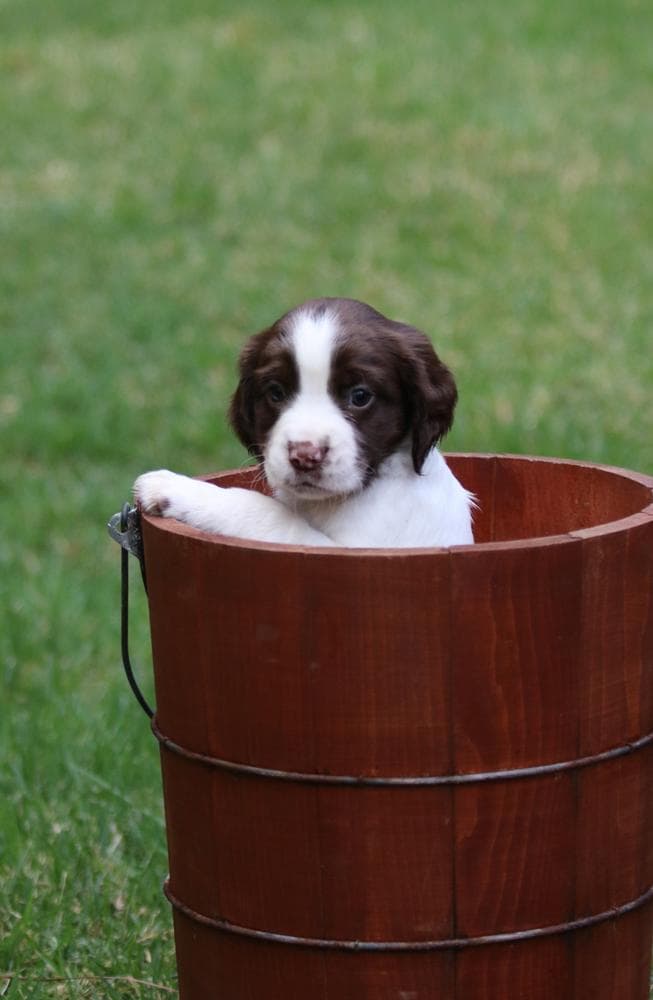 Boy 1 breeder image 13