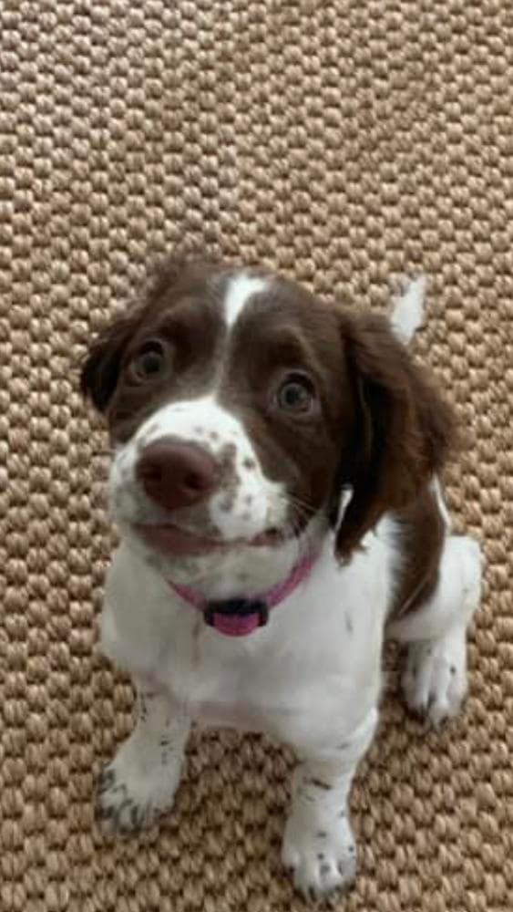 Boy 1 breeder image 29