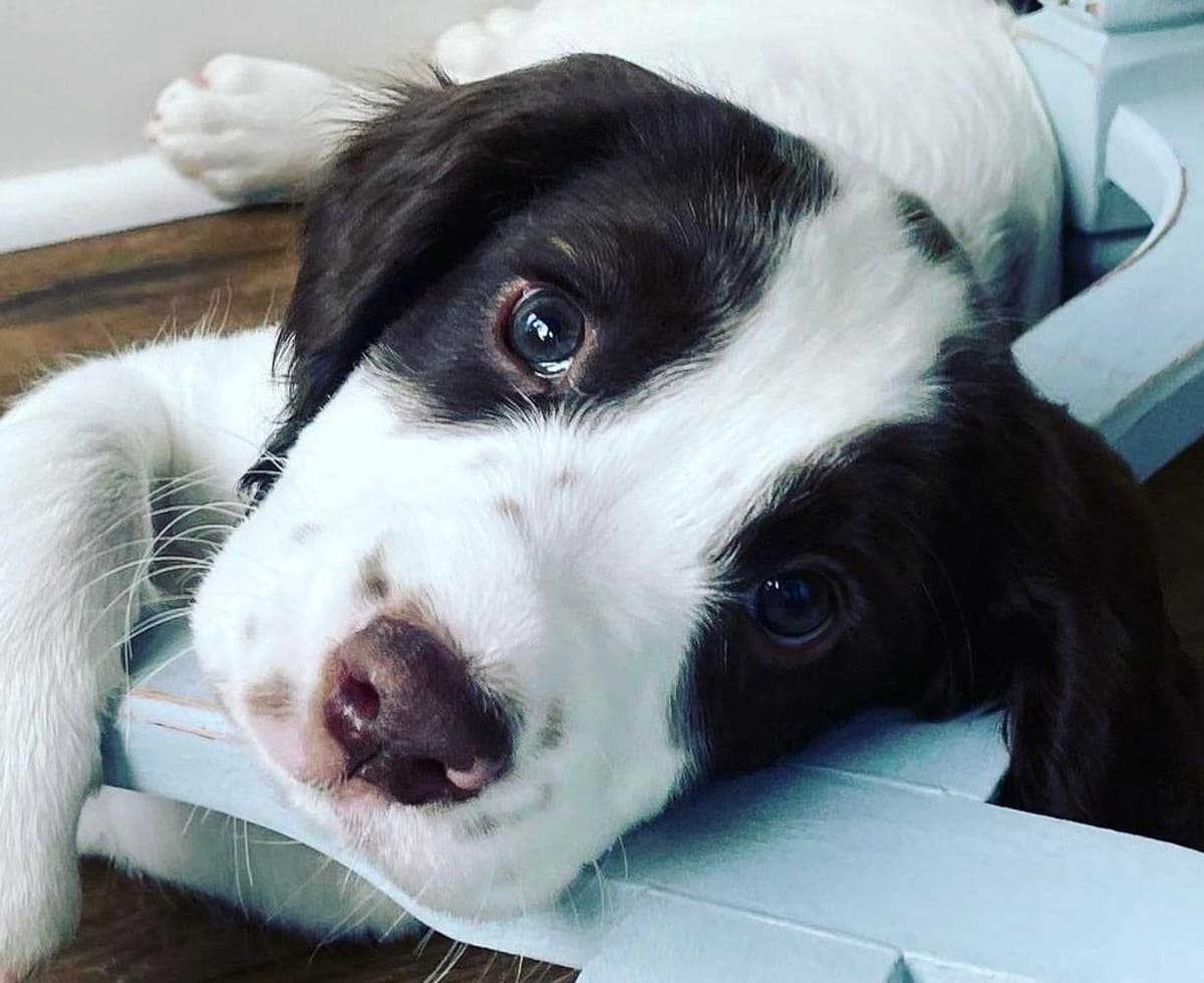 Boy 1 breeder image 6