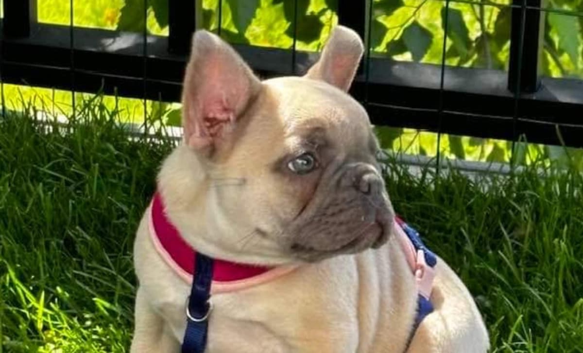 Girl 2 breeder image 3