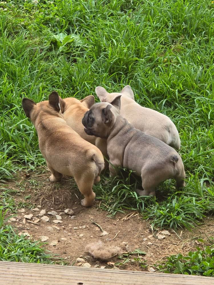 Girl 2 breeder image 30
