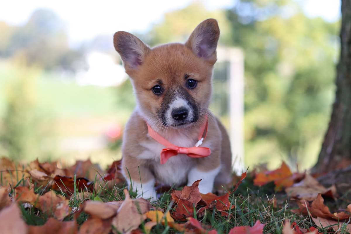 Milo breeder image 10