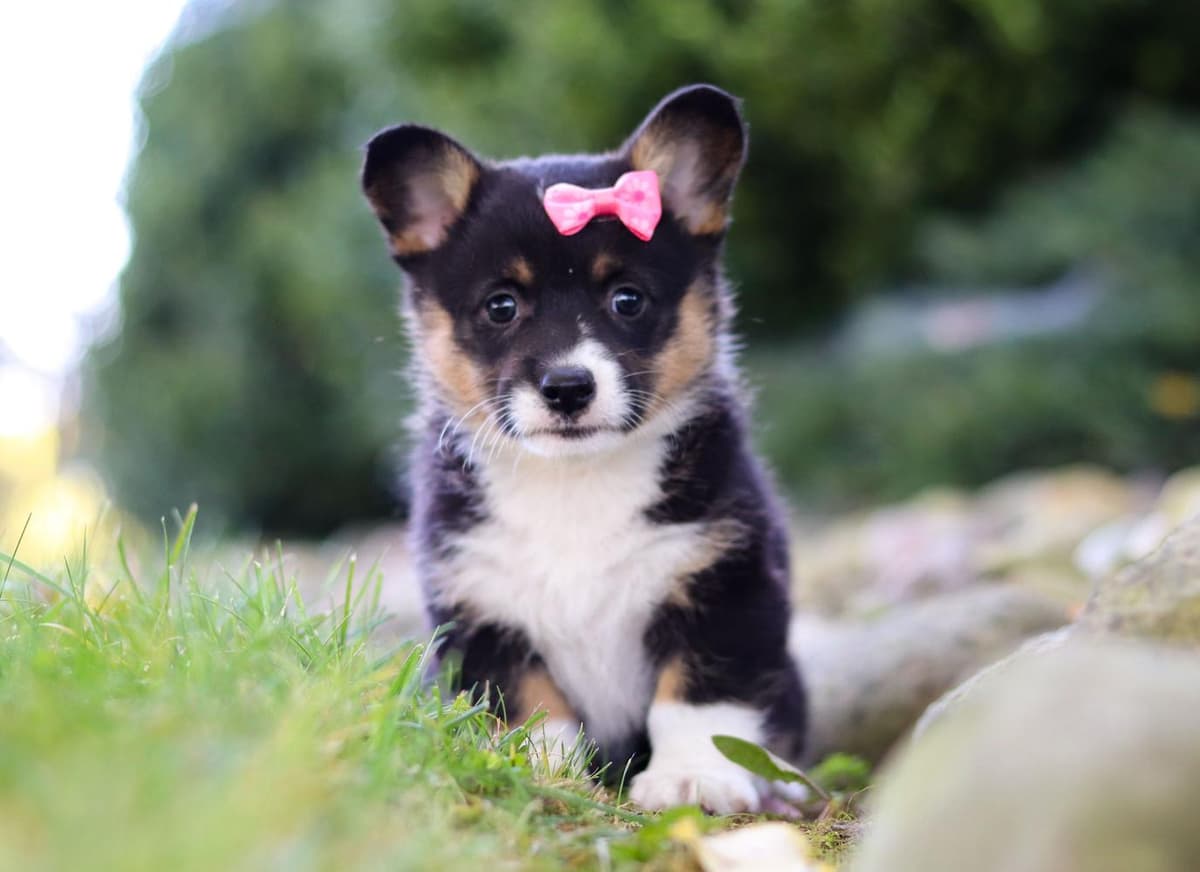 Milo breeder image 11