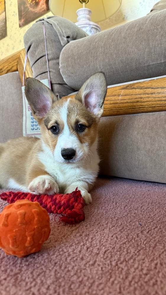 Milo breeder image 16