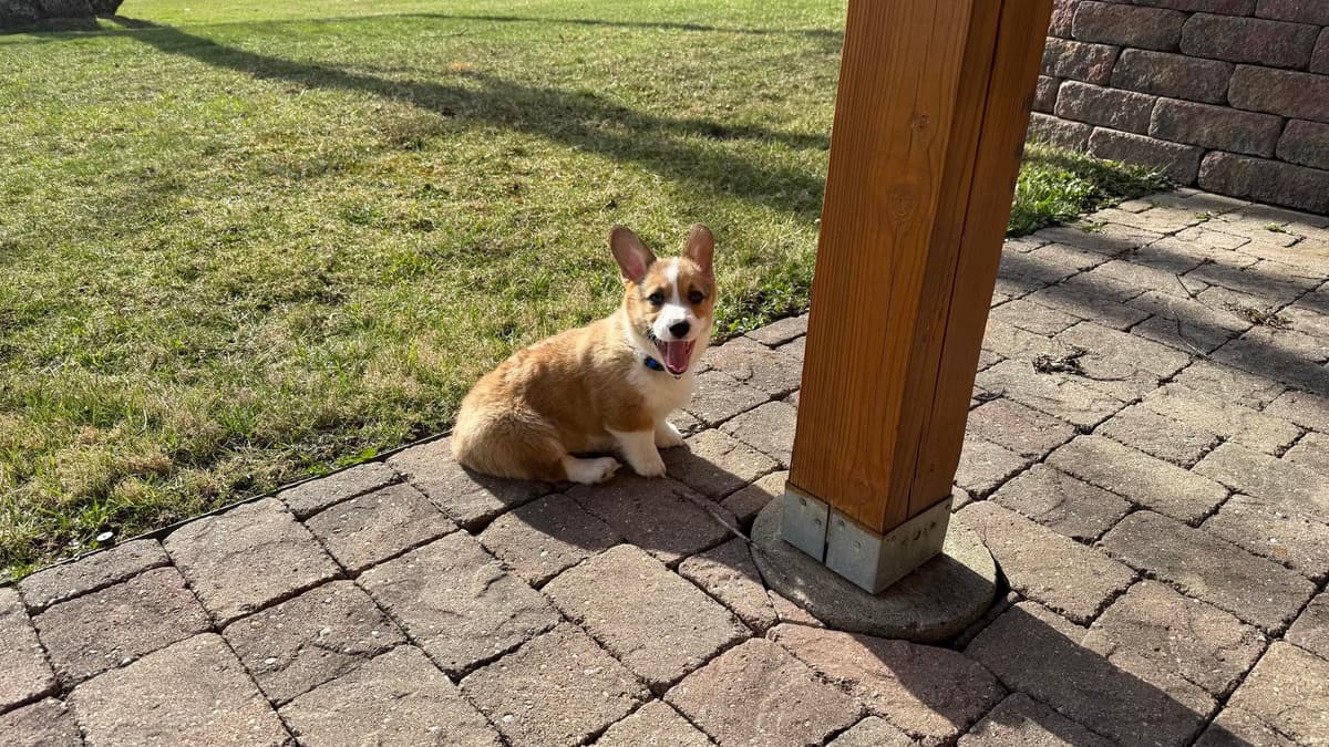 Milo breeder image 17