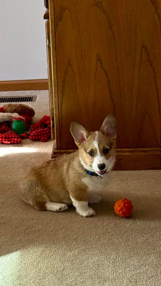 Milo breeder image 18