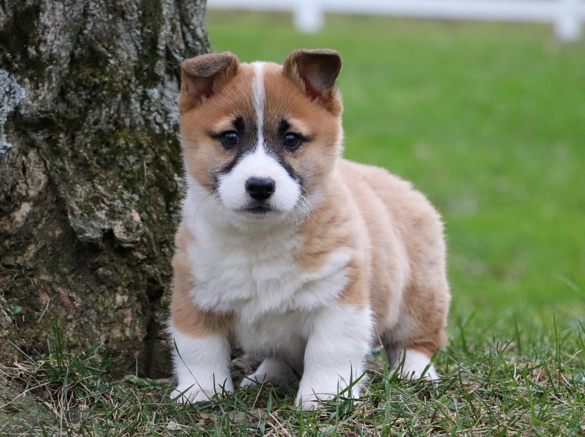 Milo breeder image 6