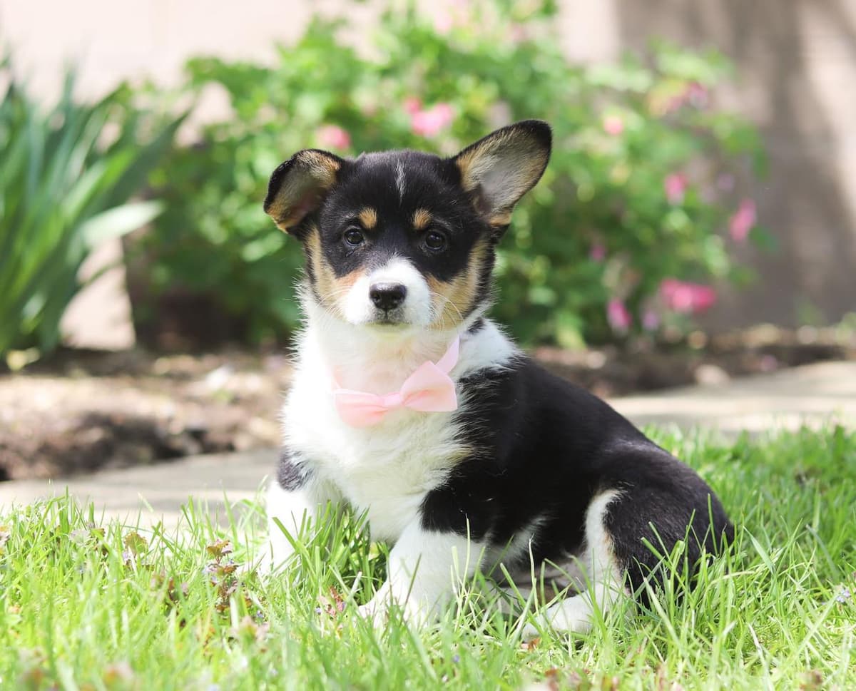 Milo breeder image 7