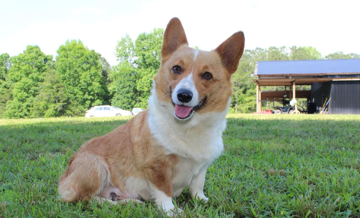 Brown Collar breeder image 2