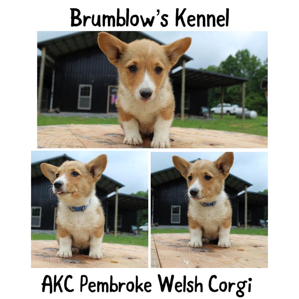 Brown Collar breeder image 8