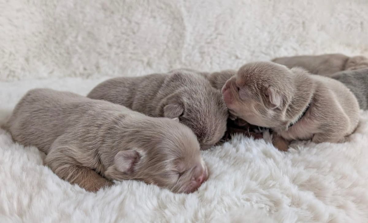 Pearl (Pink Collar Girl) breeder image 2