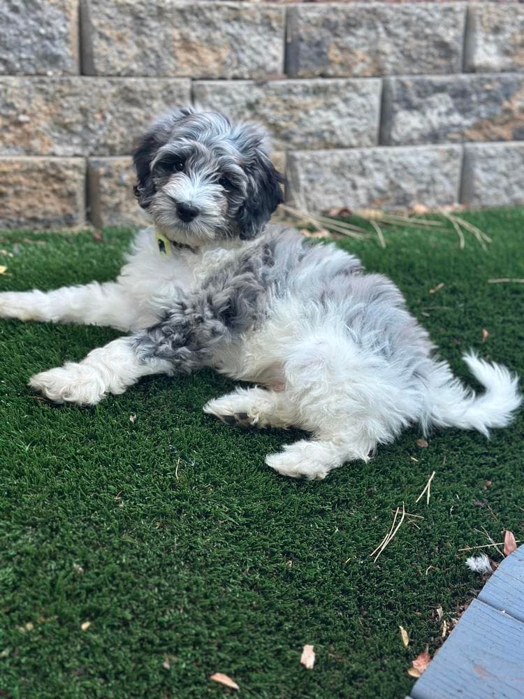 Sunday, Girl breeder image 29