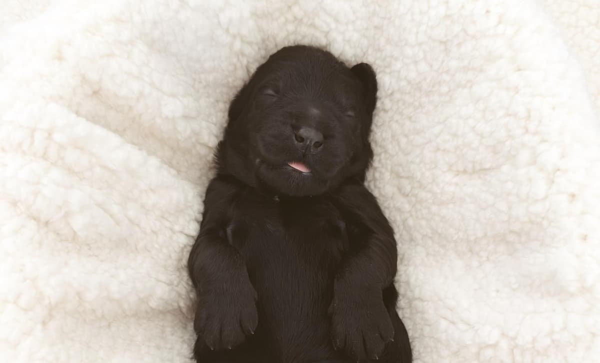 Sunday, Girl breeder image 3