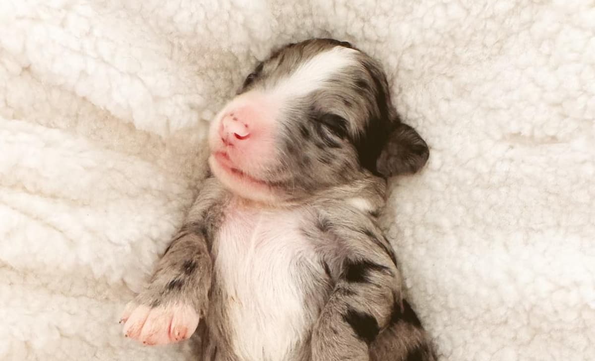 Sunday, Girl breeder image 4