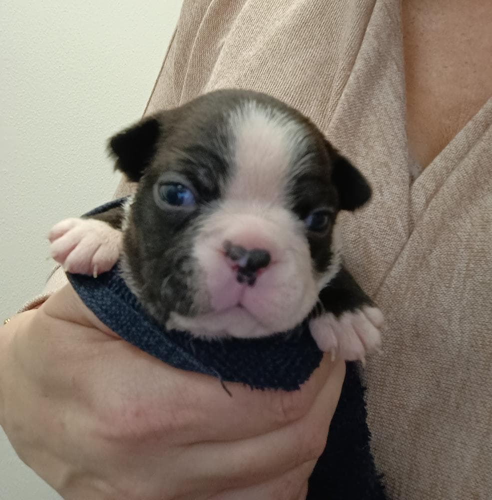 Cooper - Brindle Boy white strip breeder image 18
