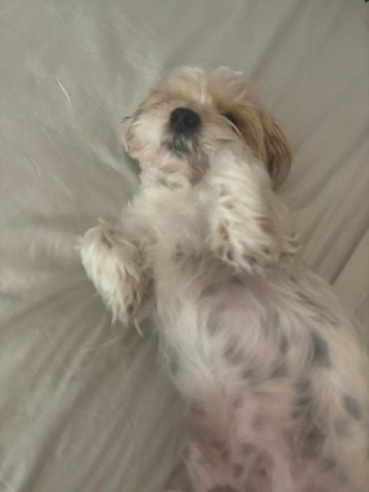 Asher breeder image 19