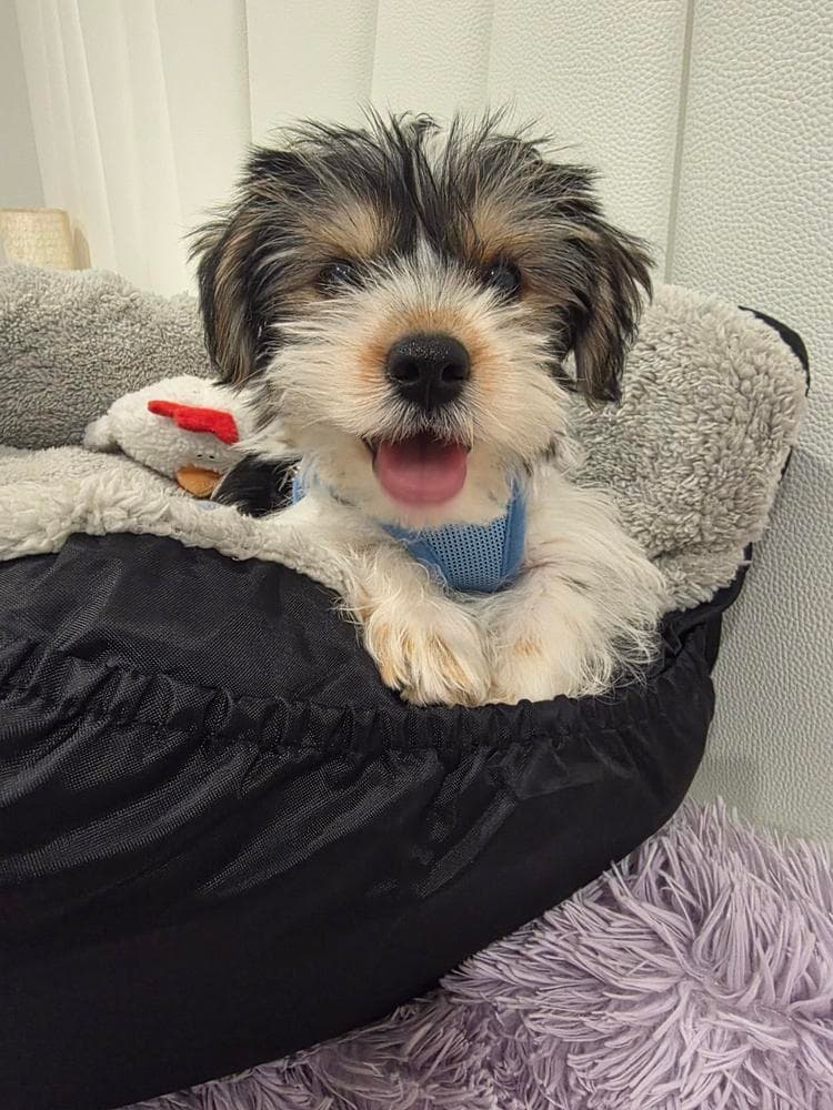 Asher breeder image 22