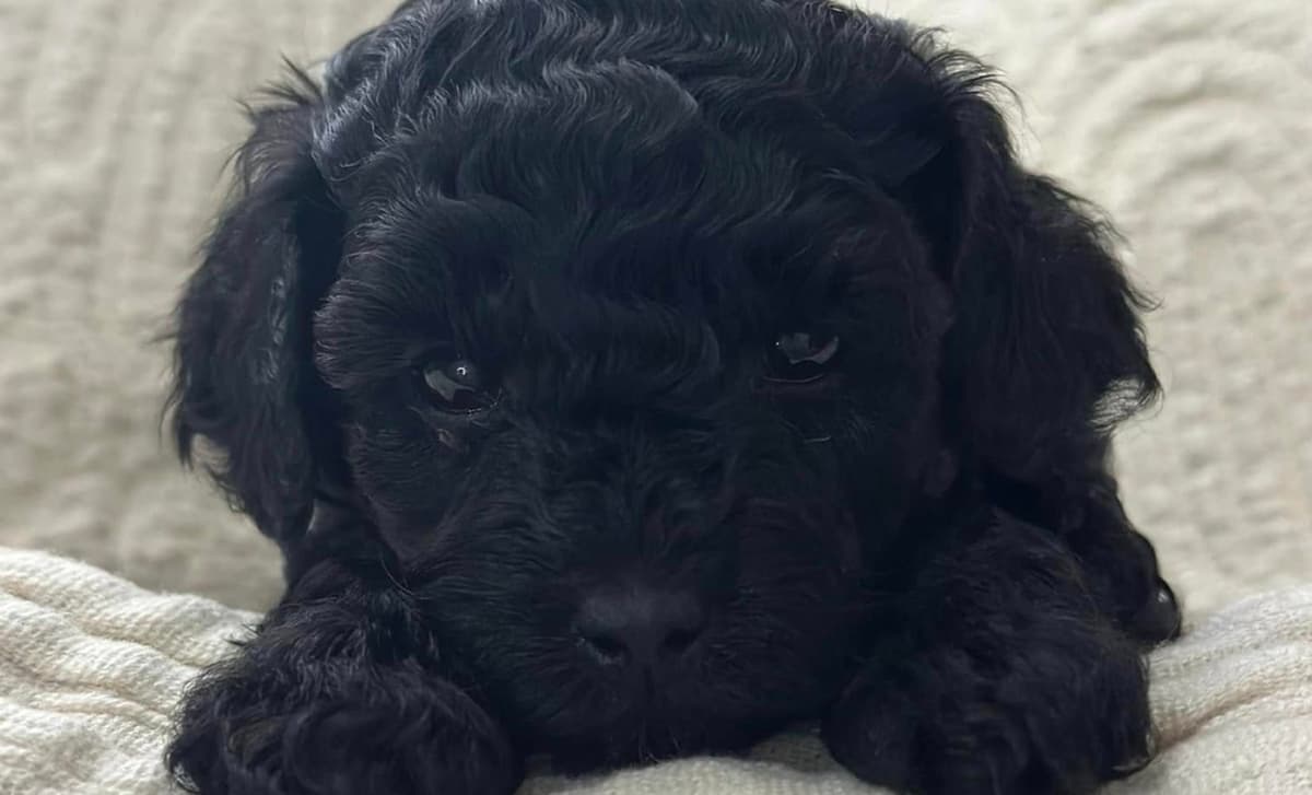 Asher breeder image 3