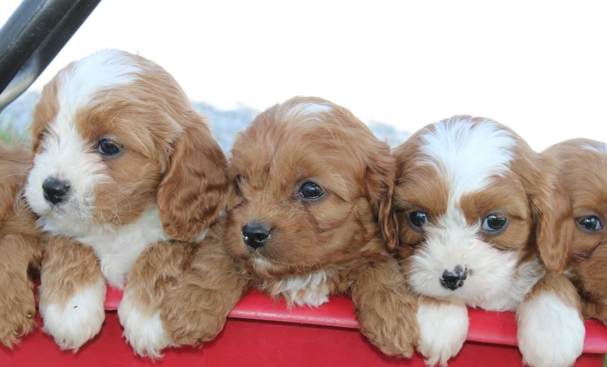 Tucker READY NOW breeder image 3