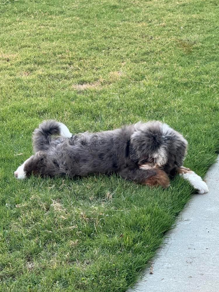 Tucker READY NOW breeder image 9