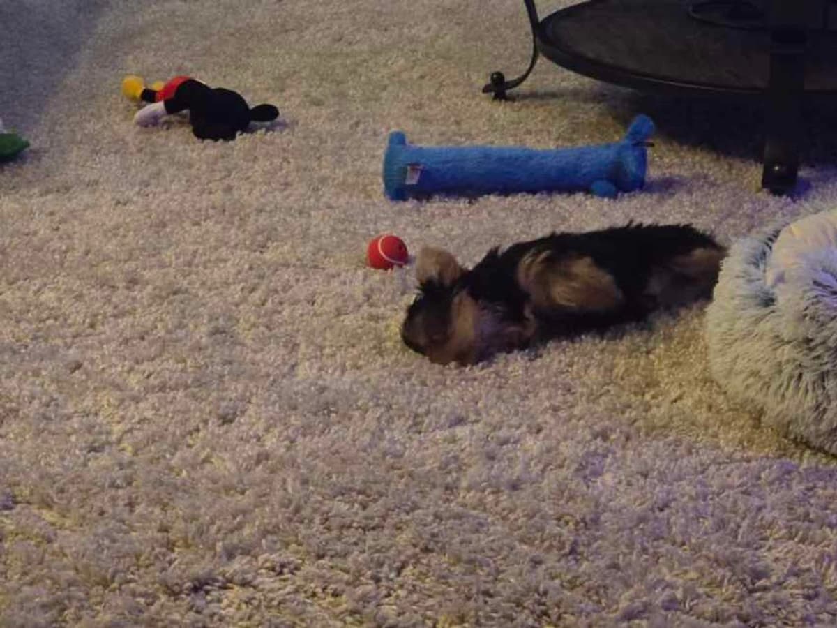 LILY breeder image 8