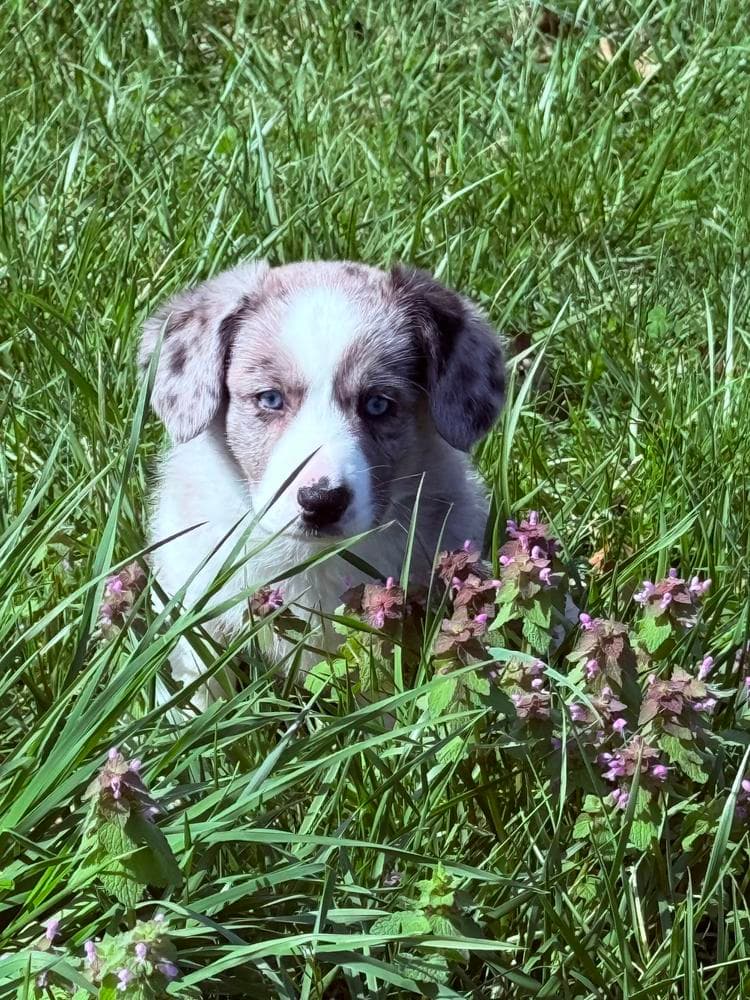 Sparkler breeder image 9