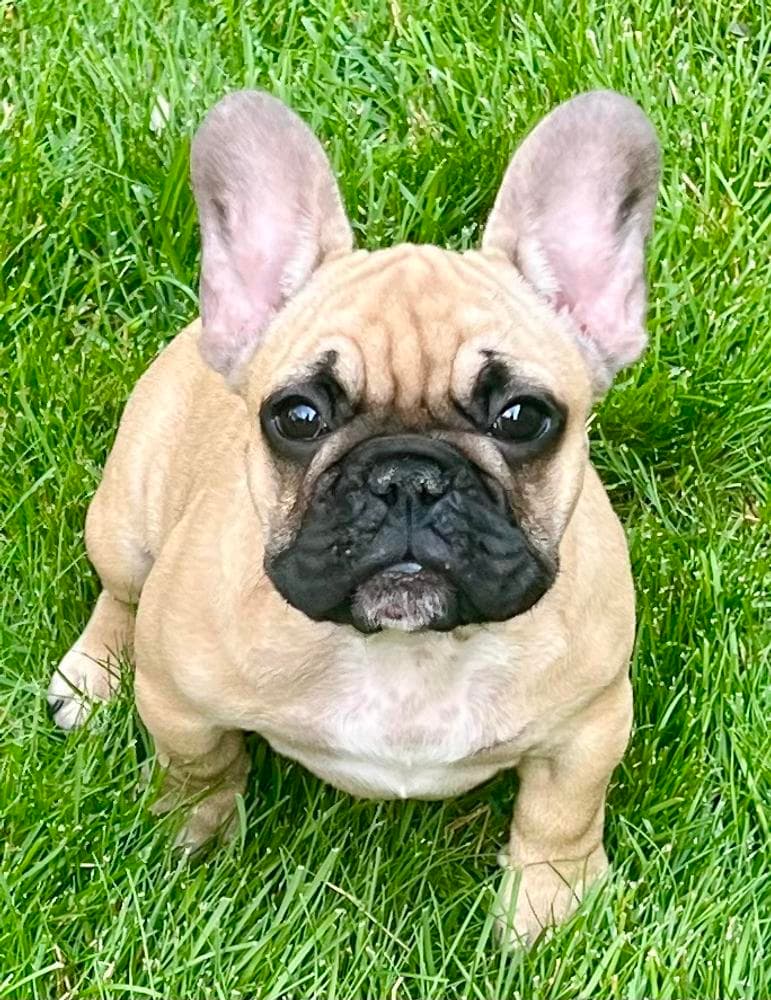 Frank from OFA'd Parents breeder image 11