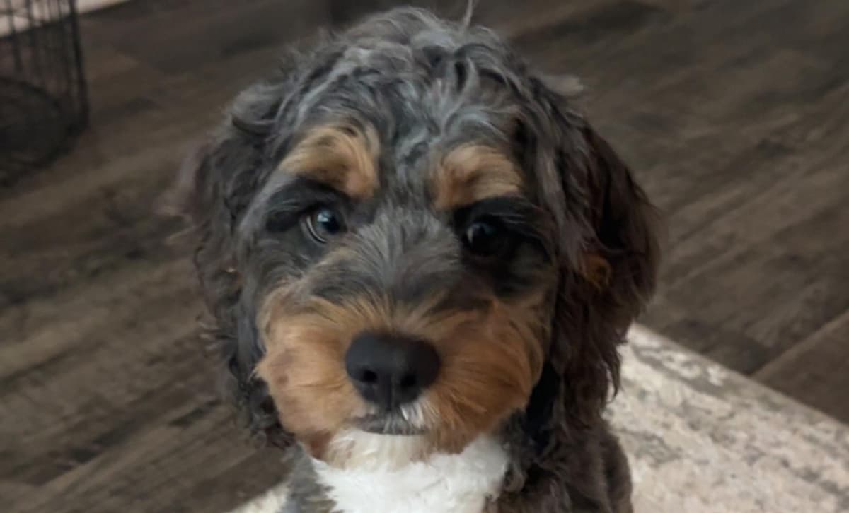 Jake breeder image 8