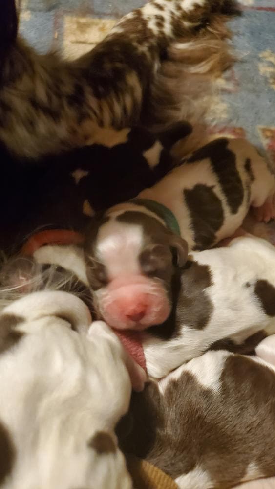 Clifford, Orange Collar breeder image 5