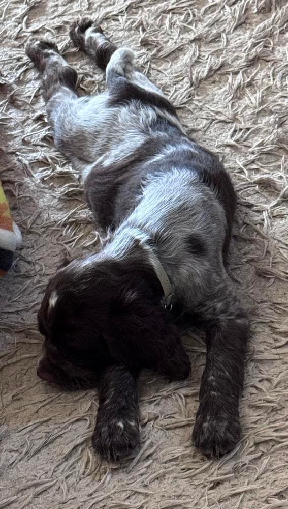Clifford, Orange Collar breeder image 8