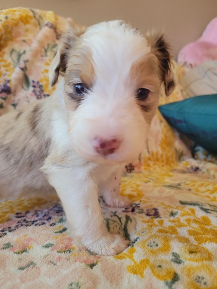 Nyx breeder image 10