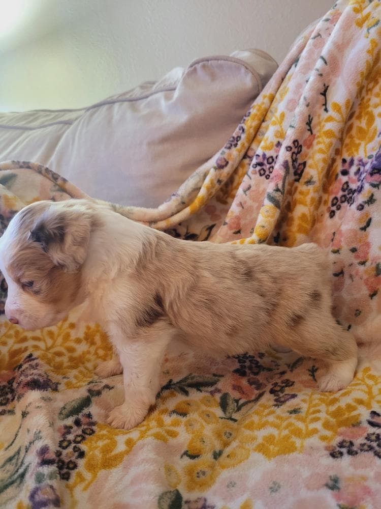 Nyx breeder image 12