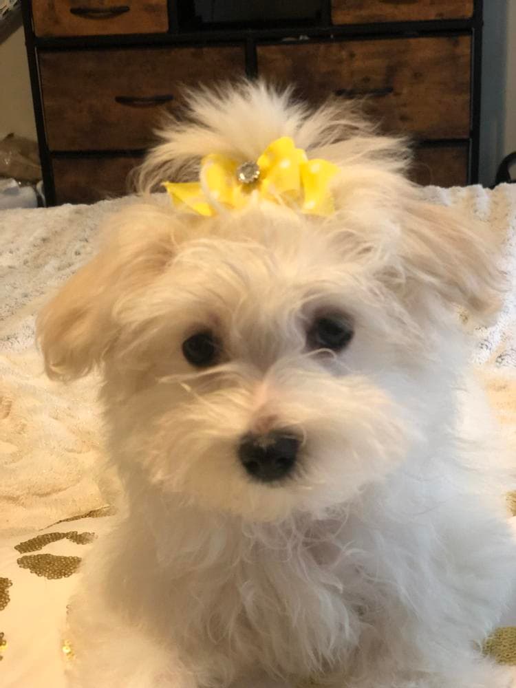 Elvis breeder image 10