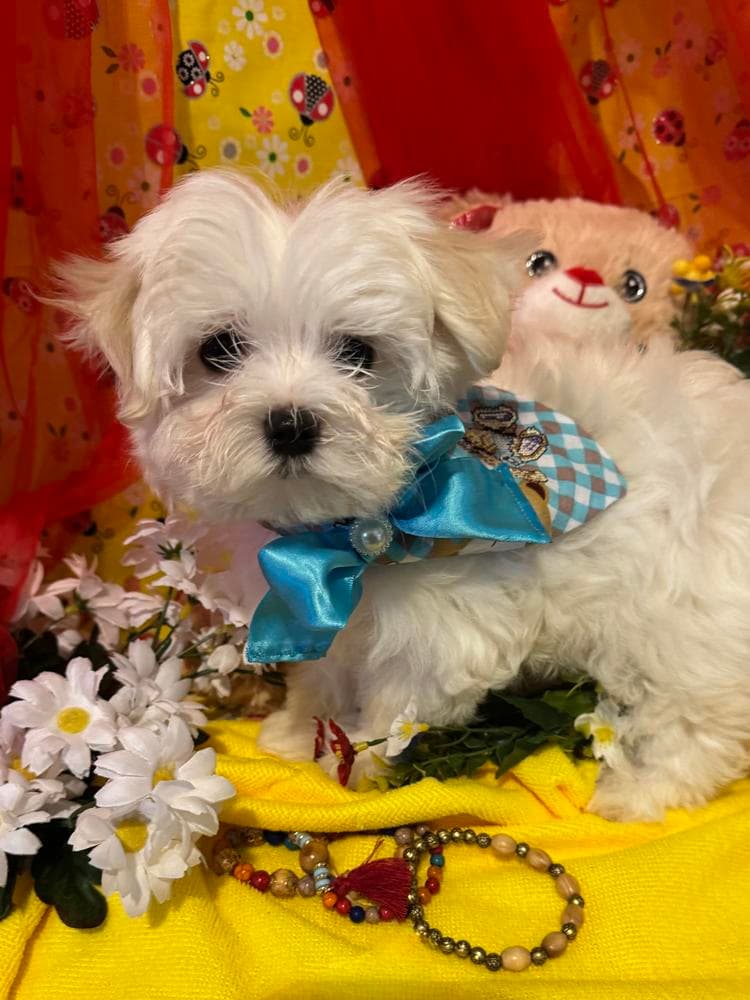 Elvis breeder image 15