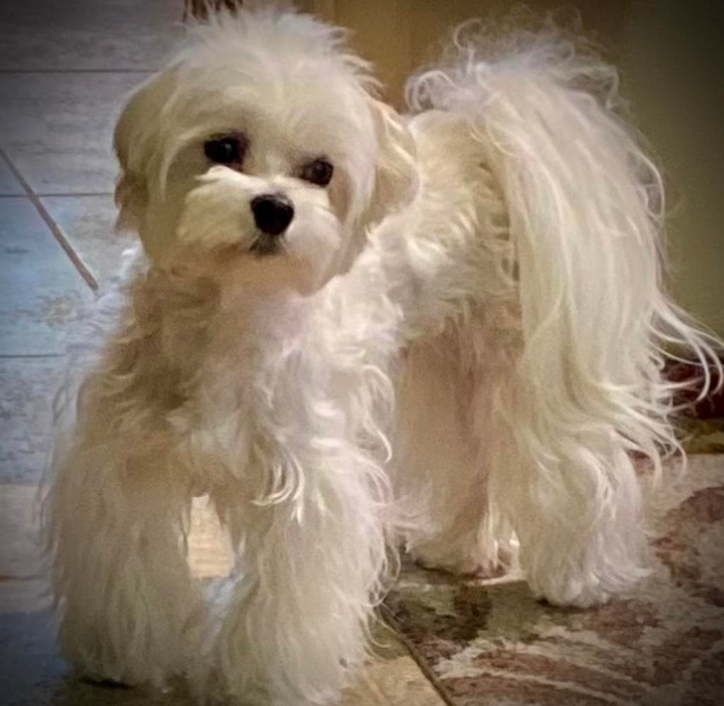 Elvis breeder image 22