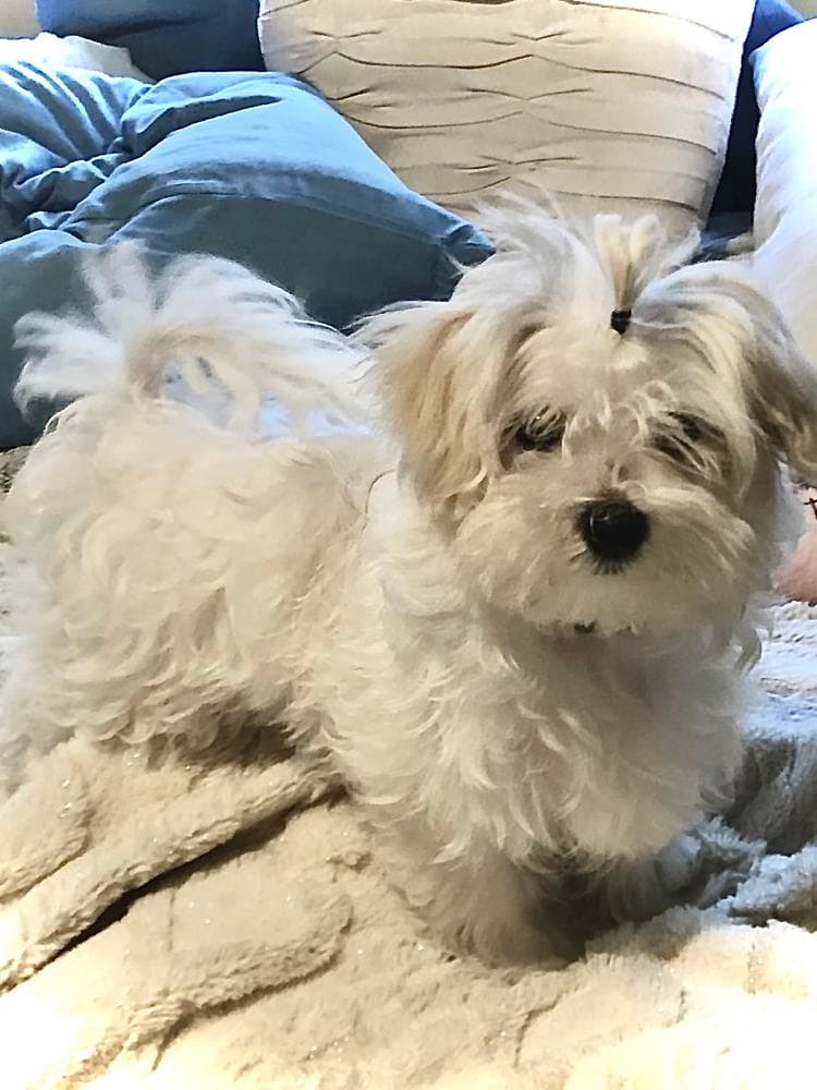Elvis breeder image 41