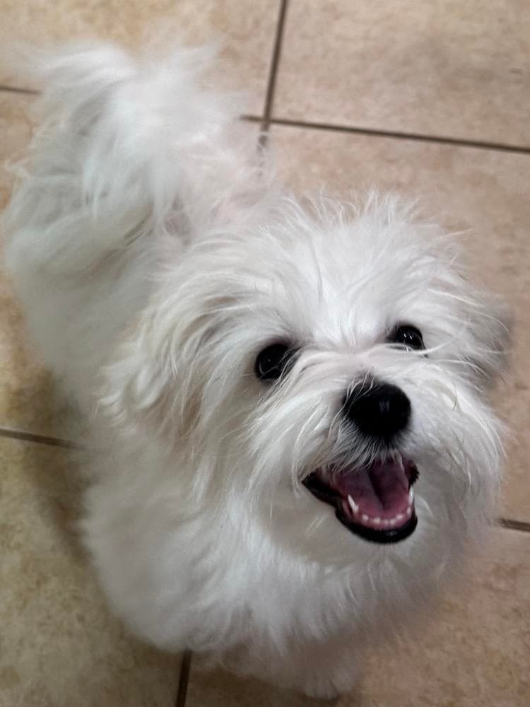 Elvis breeder image 46