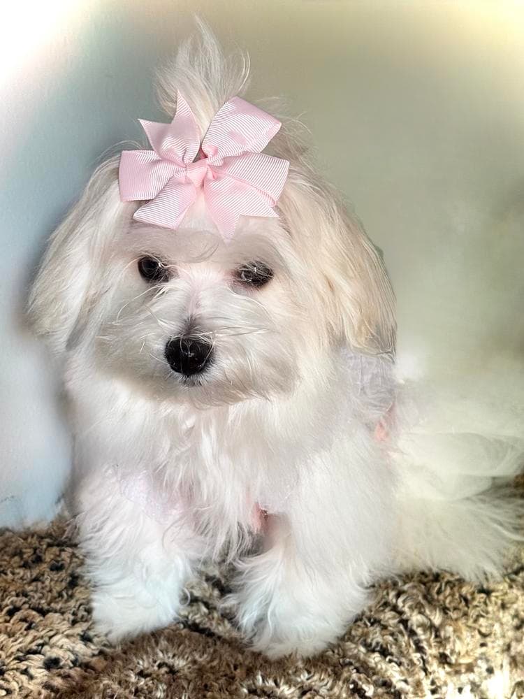 Elvis breeder image 47